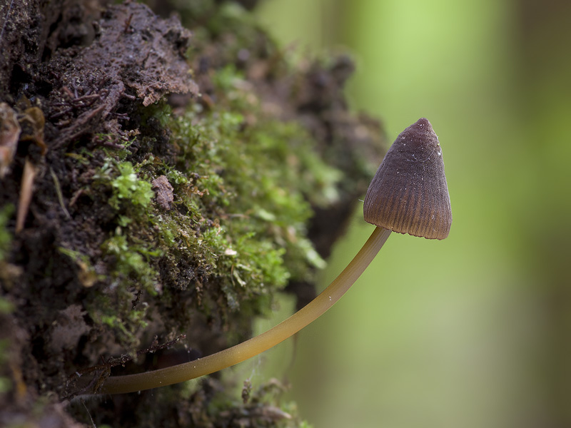 Mycena viridimarginata